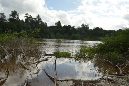 Rivier in Saramacca