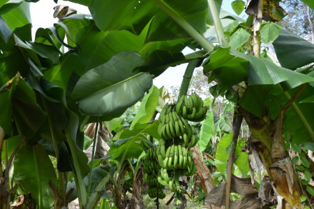 Bananenbomen