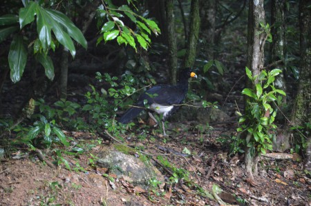 Black Curacao vogel