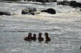 /album/fotogalerij/a139-jpg/